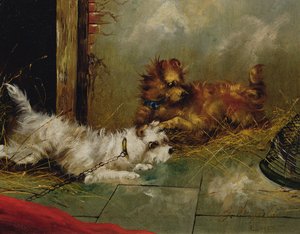 小猎犬玩